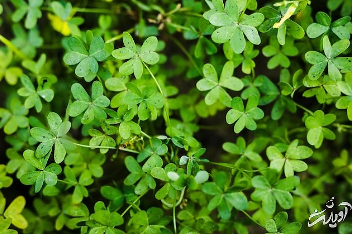 جوانه شبدر با خواص و ویتامین های جالب شبدر